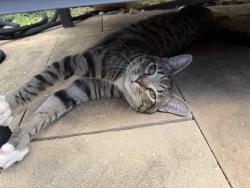 Found/Stray Male Cat last seen Barrow Road, High Point, NC 27265