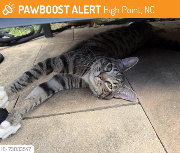 Found/Stray Male Cat last seen Barrow Road, High Point, NC 27265