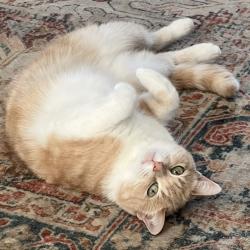 Reunited Female Cat last seen Near Browning St , Oshawa, ON L1H 6S8