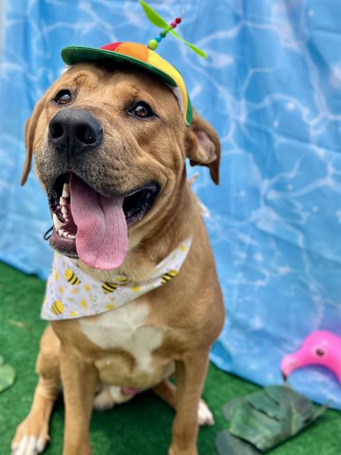 Shelter Stray Male Dog last seen CHARLOTTE, 8315 Byrum Dr, Charlotte, NC 28217, USA