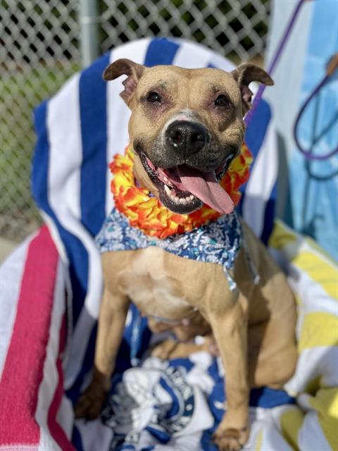 Shelter Stray Female Dog last seen CHARLOTTE, 8315 Byrum Dr, Charlotte, NC 28217, USA