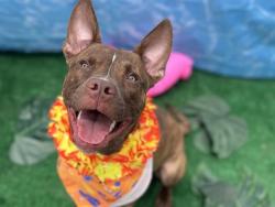 Shelter Stray Male Dog last seen CHARLOTTE, 8315 Byrum Dr, Charlotte, NC 28217, USA