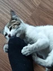 Found/Stray Female Cat last seen Tower road Erdington, Erdington, England B23