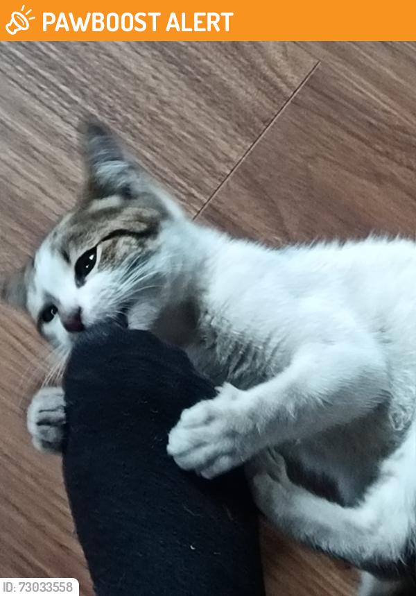 Found/Stray Female Cat last seen Tower road Erdington, Erdington, England B23