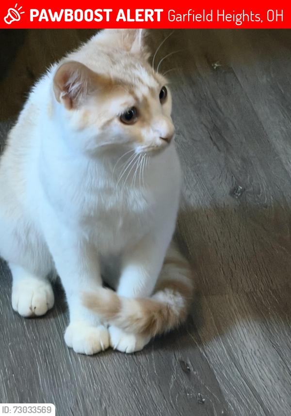 Lost Male Cat last seen York Blvd, Garfield Heights, OH 44125