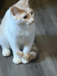 Lost Male Cat last seen York Blvd, Garfield Heights, OH 44125