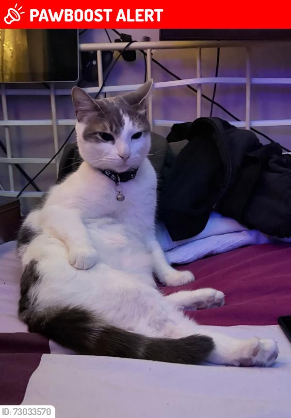 Lost Male Cat last seen Beanhill, Bletchley, England MK1 1NG