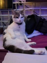 Lost Male Cat last seen Beanhill, Bletchley, England MK1 1NG