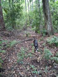 Lost Male Dog last seen Near firework shop on 441 Leesburg Florida , Leesburg, FL 34748