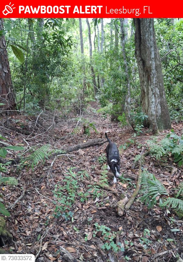 Lost Male Dog last seen Near firework shop on 441 Leesburg Florida , Leesburg, FL 34748