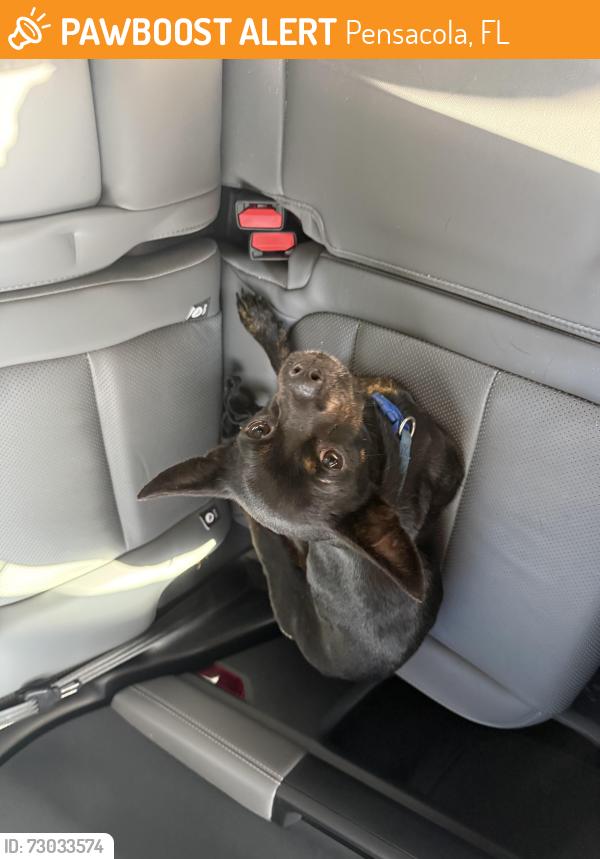 Found/Stray Male Dog last seen Mobile Hwy and Michigan Ave, Pensacola, FL 32526