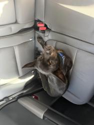 Found/Stray Male Dog last seen Mobile Hwy and Michigan Ave, Pensacola, FL 32526