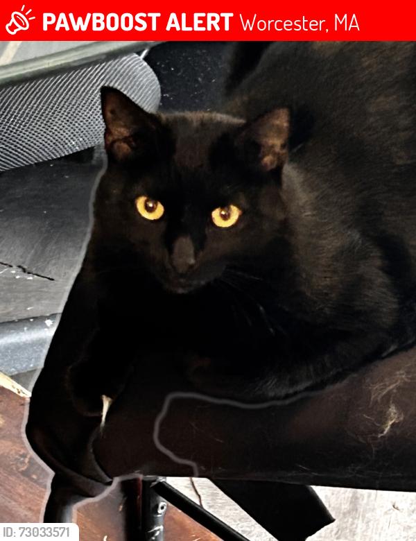Lost Male Cat last seen Near Barry rd, Worcester, MA 01609