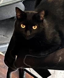 Lost Male Cat last seen Near Barry rd, Worcester, MA 01609