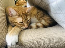 Lost Male Cat last seen Rydal way and Huntingdon road , Abington, PA 19001
