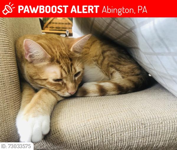 Lost Male Cat last seen Rydal way and Huntingdon road , Abington, PA 19001