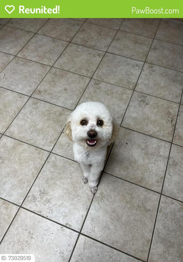 Reunited Male Dog last seen Near Chardonnay Dr, Apple Valley, CA 92308, USA, Apple Valley, CA 92308