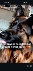 Lost Female Dog last seen Dwerry hse lane, Merseyside, England L11