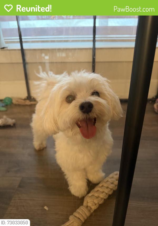 Reunited Male Dog last seen Near SW 5th St, Miami, FL 33184, USA, Miami, FL 33184