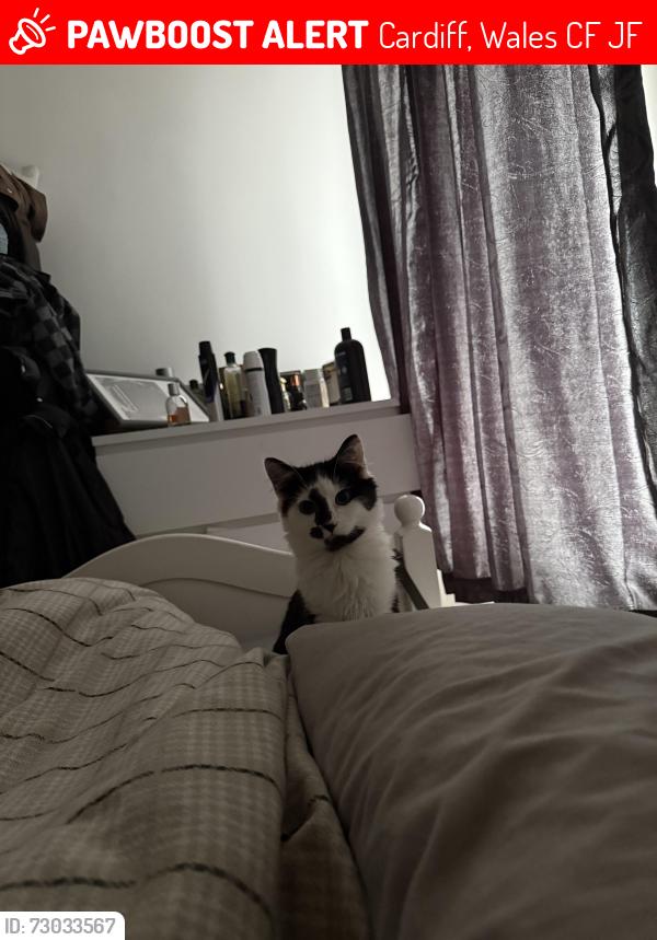 Lost Male Cat last seen Pentwyn dr, part coed y nant, Bryn Celia primary school, Cardiff, Wales CF23 7JF