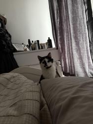 Lost Male Cat last seen Pentwyn dr, part coed y nant, Bryn Celia primary school, Cardiff, Wales CF23 7JF
