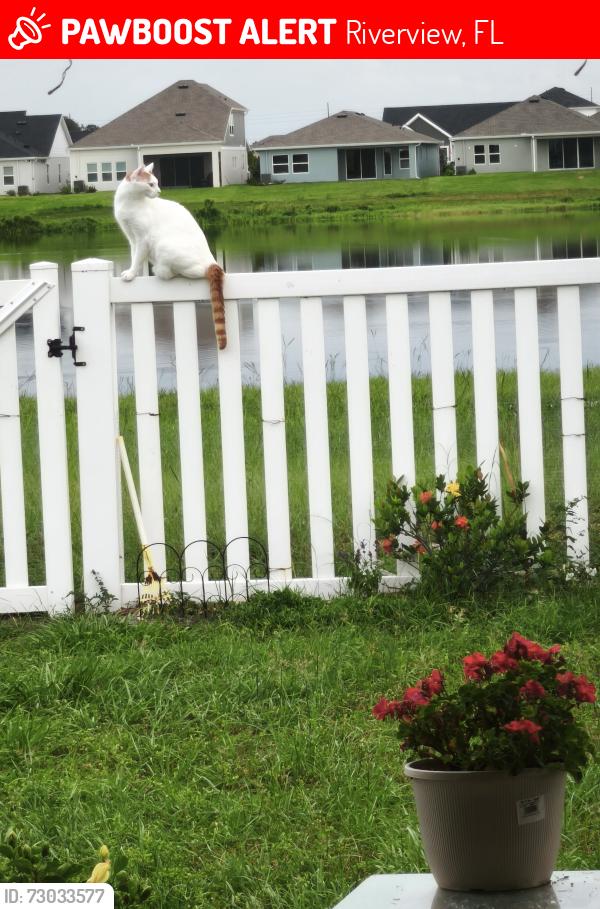Lost Male Cat last seen Laurel brook ct, Riverview, FL 33569