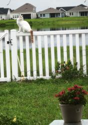 Lost Male Cat last seen Laurel brook ct, Riverview, FL 33569