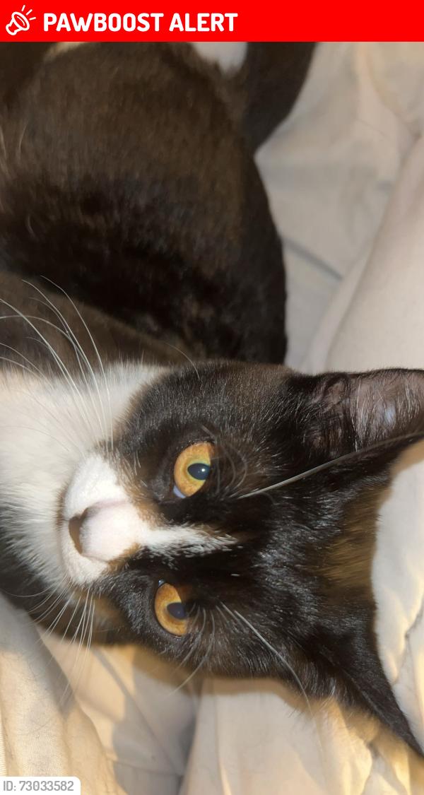 Lost Female Cat last seen Wakeman road , Greater London, England NW10 5DG