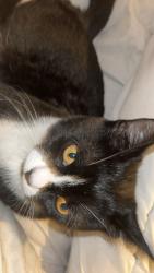 Lost Female Cat last seen Wakeman road , Greater London, England NW10 5DG