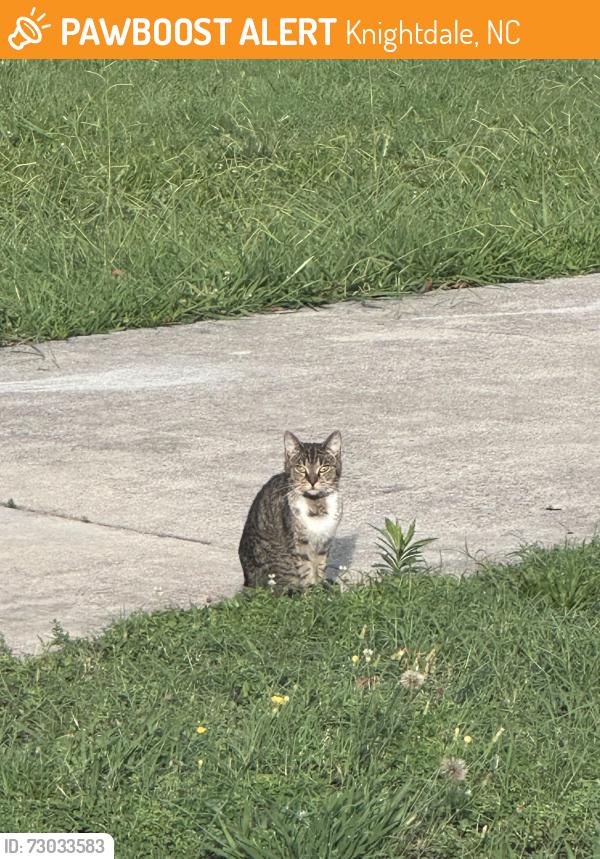 Found/Stray Unknown Cat last seen Off of Bethlehem Rd, Knightdale, NC 27545