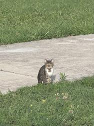 Found/Stray Unknown Cat last seen Off of Bethlehem Rd, Knightdale, NC 27545
