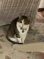 Lost Male Cat last seen Last seen in housing development close to Petra Church on Jared Way, New Holland, PA 17557