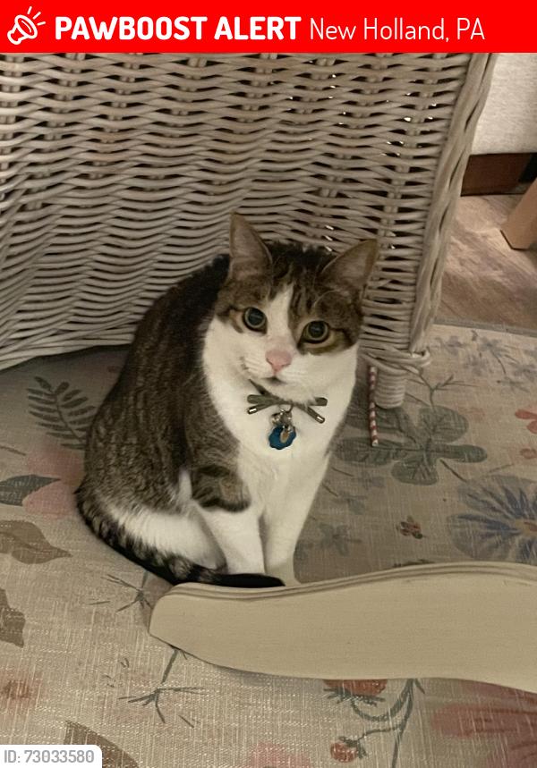 Lost Male Cat last seen Last seen in housing development close to Petra Church on Jared Way, New Holland, PA 17557