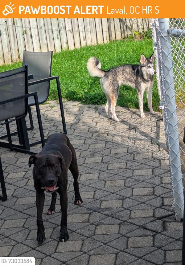 Found/Stray Male Dog last seen Saint rose, Laval, QC H7R 5S3