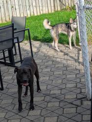 Found/Stray Male Dog last seen Saint rose, Laval, QC H7R 5S3