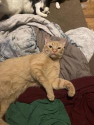 Lost Male Cat last seen Cary and Broadway Ave near juquilita , Staten Island, NY 10310