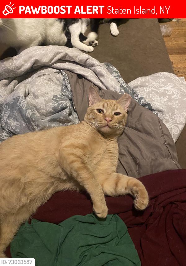 Lost Male Cat last seen Cary and Broadway Ave near juquilita , Staten Island, NY 10310
