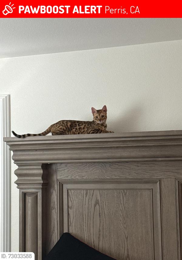 Lost Female Cat last seen Ramona express & evans road, Perris, CA 92571