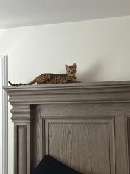 Lost Female Cat last seen Ramona express & evans road, Perris, CA 92571