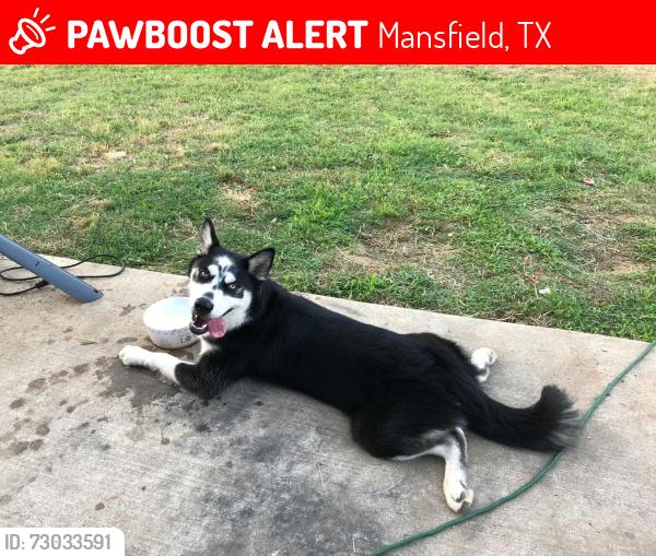Lost Female Dog last seen Walnut Creek and Rocky Creek, Mansfield, TX 76063