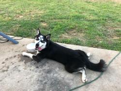 Lost Female Dog last seen Walnut Creek and Rocky Creek, Mansfield, TX 76063