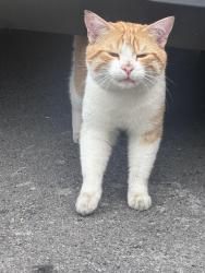 Found/Stray Male Cat last seen Penrose close, Greater Manchester, England M8