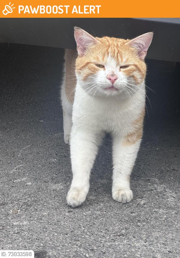Found/Stray Male Cat last seen Penrose close, Greater Manchester, England M8