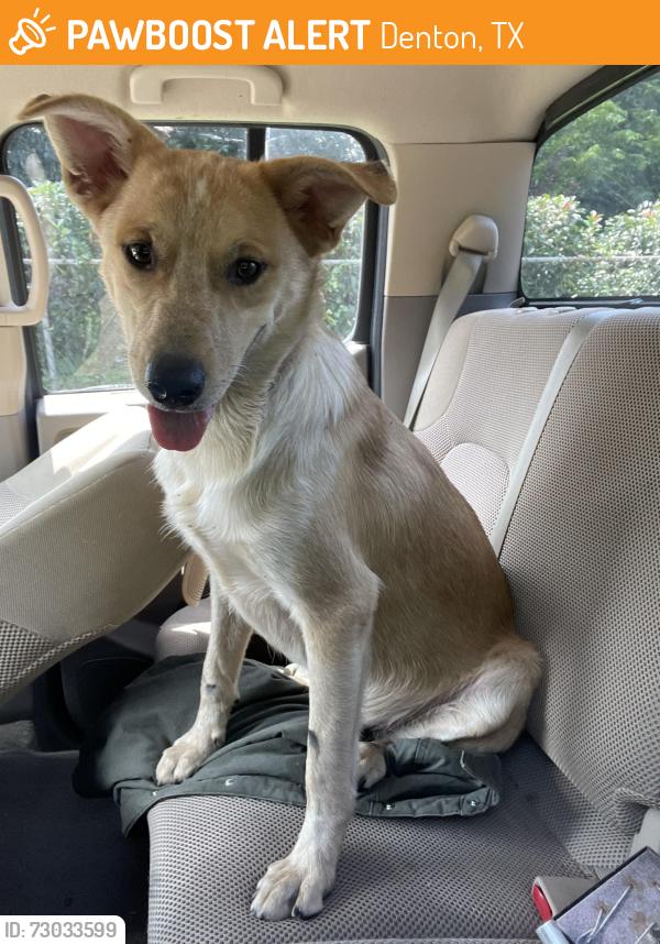 Found/Stray Male Dog last seen Near Kara Mingo apmts, Denton, TX 76209