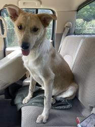Found/Stray Male Dog last seen Near Kara Mingo apmts, Denton, TX 76209