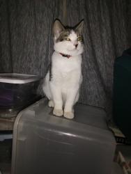 Lost Male Cat last seen Hwy 85/just south of Titan Rd. East side on 2 acres. Close to Louviers., Littleton, CO 80125
