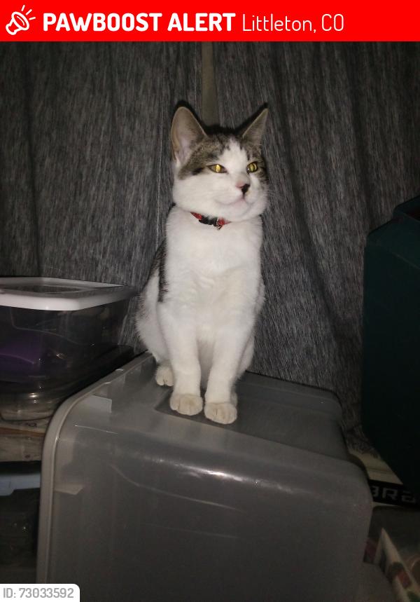 Lost Male Cat last seen Hwy 85/just south of Titan Rd. East side on 2 acres. Close to Louviers., Littleton, CO 80125