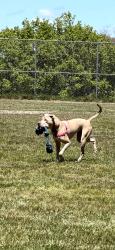 Lost Female Dog last seen Near and W, Fredonia, WI 53021
