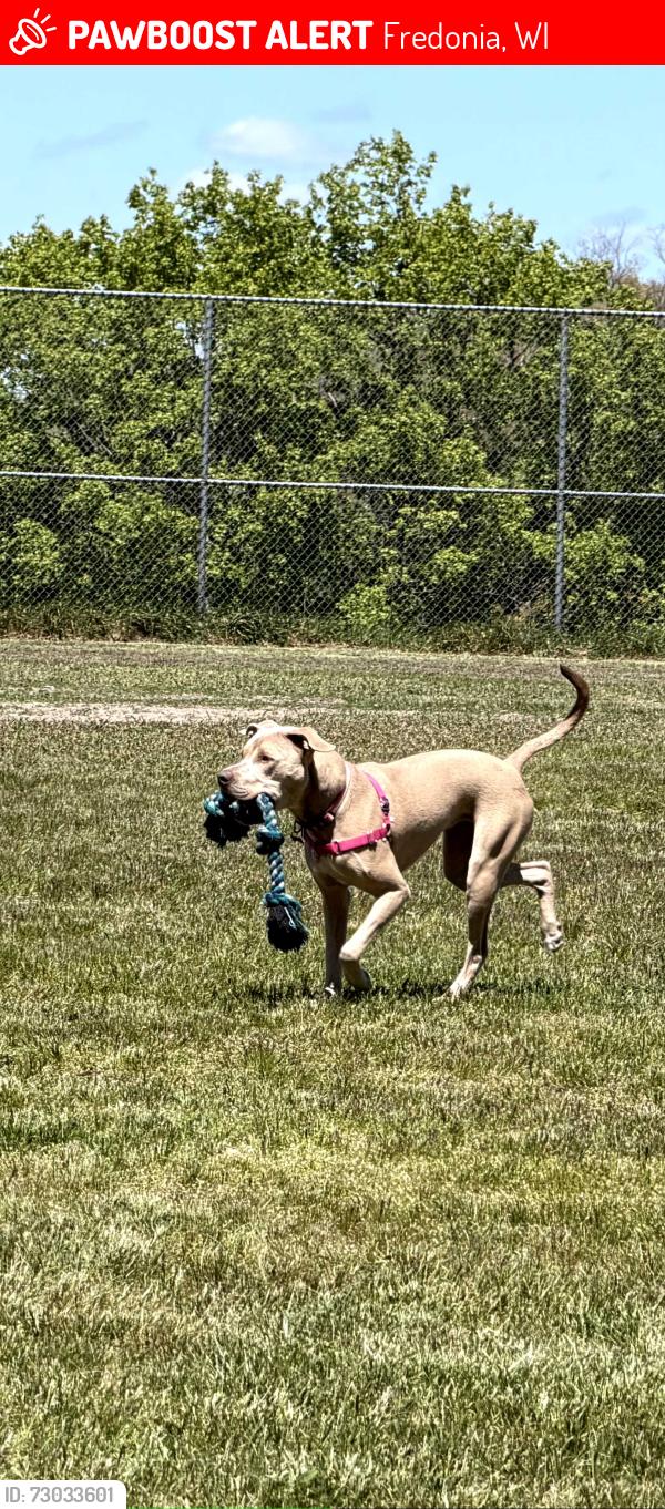 Lost Female Dog last seen Near and W, Fredonia, WI 53021