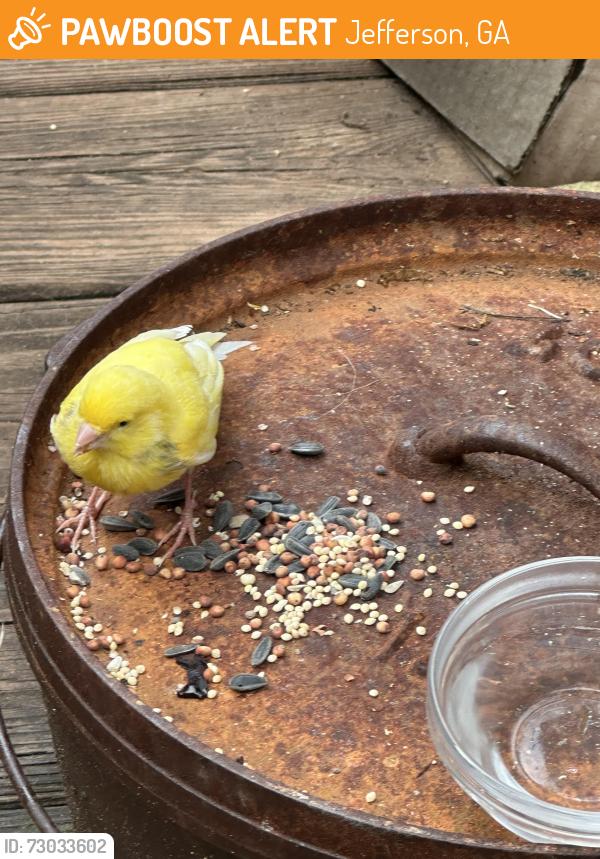 Found/Stray Unknown Bird last seen Martin Luther Kind Blvd, Jefferson, GA 30549